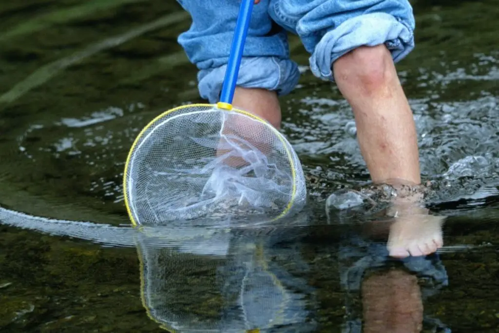 Easiest Way To Catch Minnows In A Minnow Trap | How to Trap Minnows