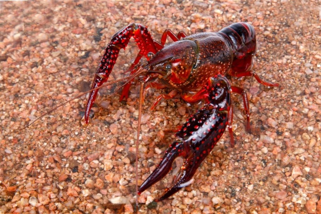 Are-Crawfish-And-Crayfish-The-Same