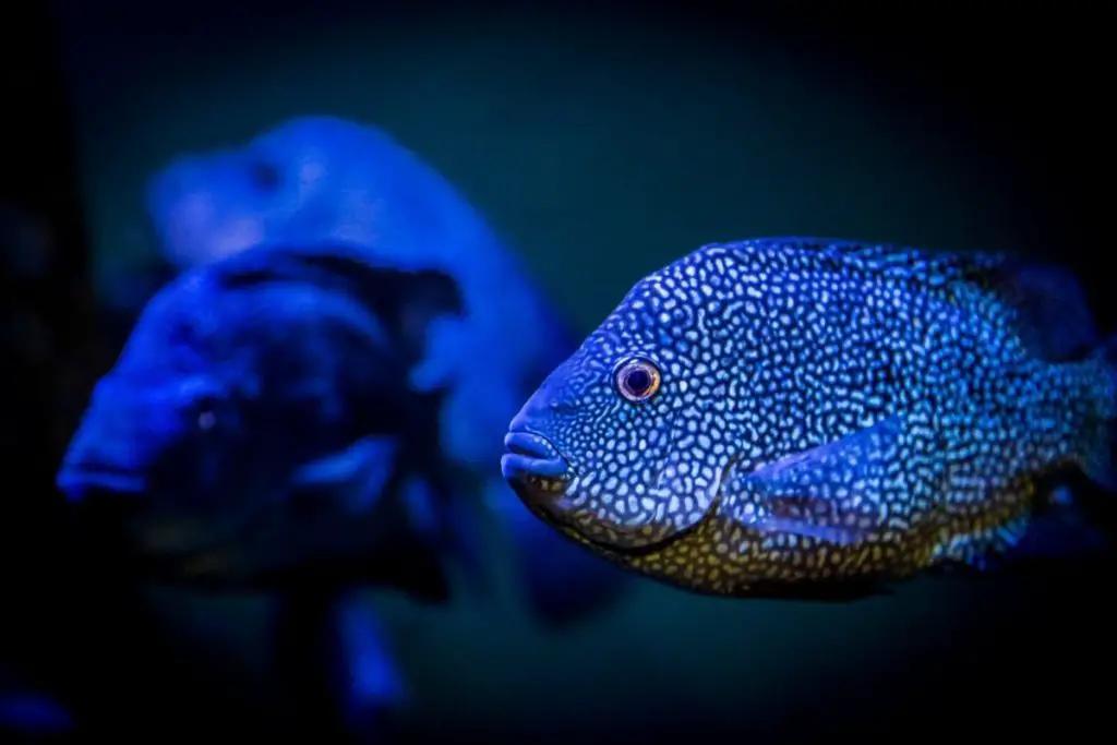 Are Fish Colorblind?
