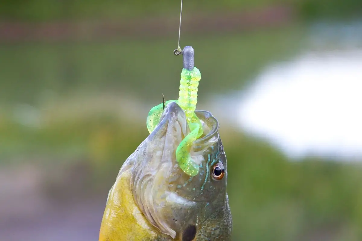 Bluegill Fishing Tips