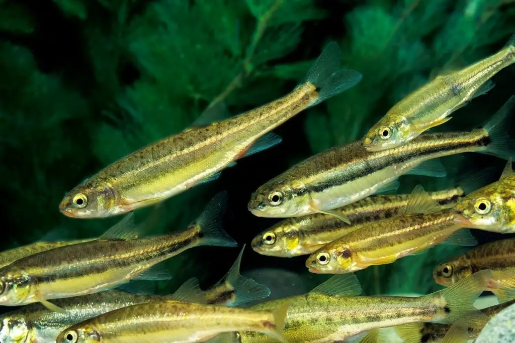 What Do Minnows Eat? Top Six Foods for Minnows Minnows Diet by Types