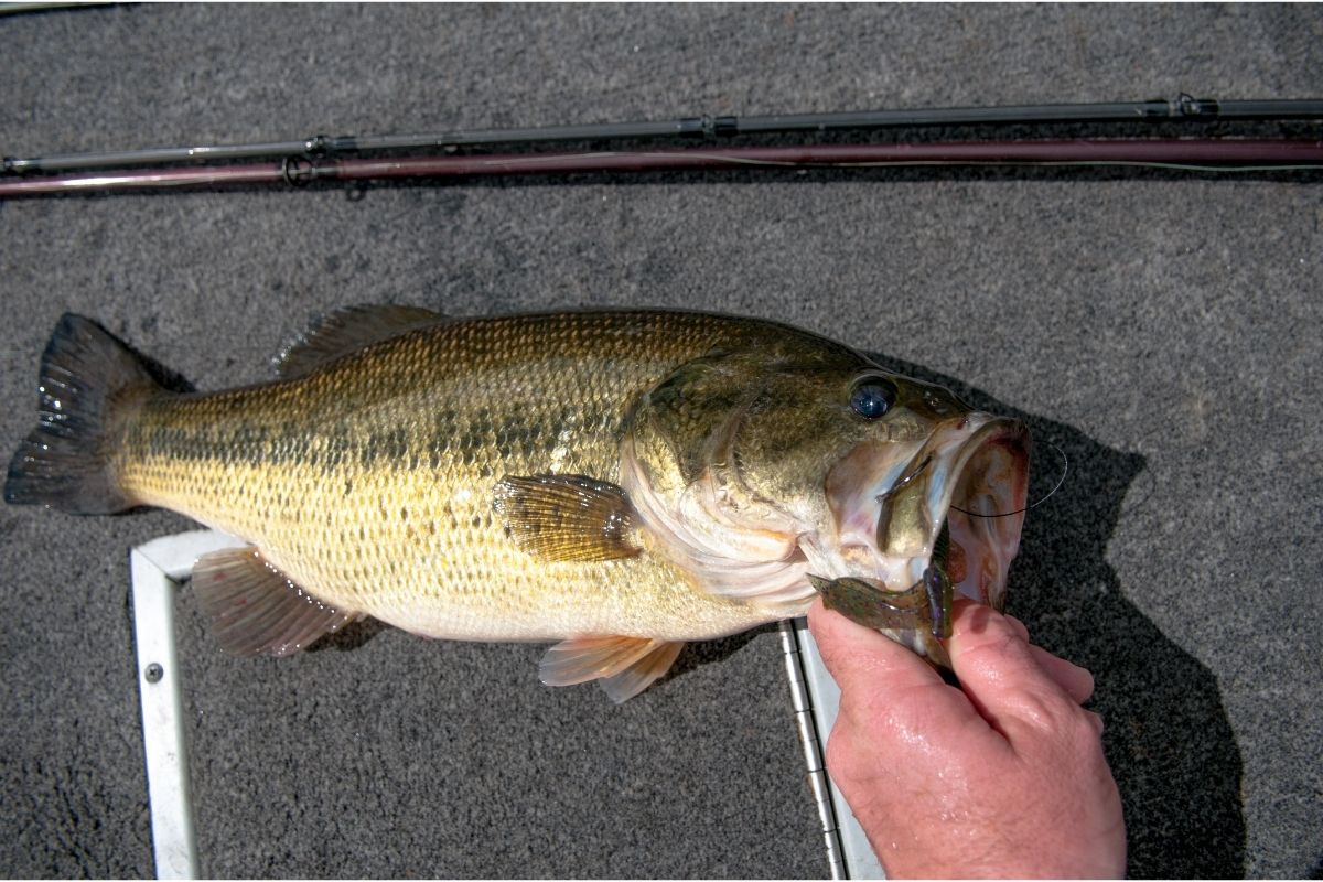 How Not To Hold A Bass