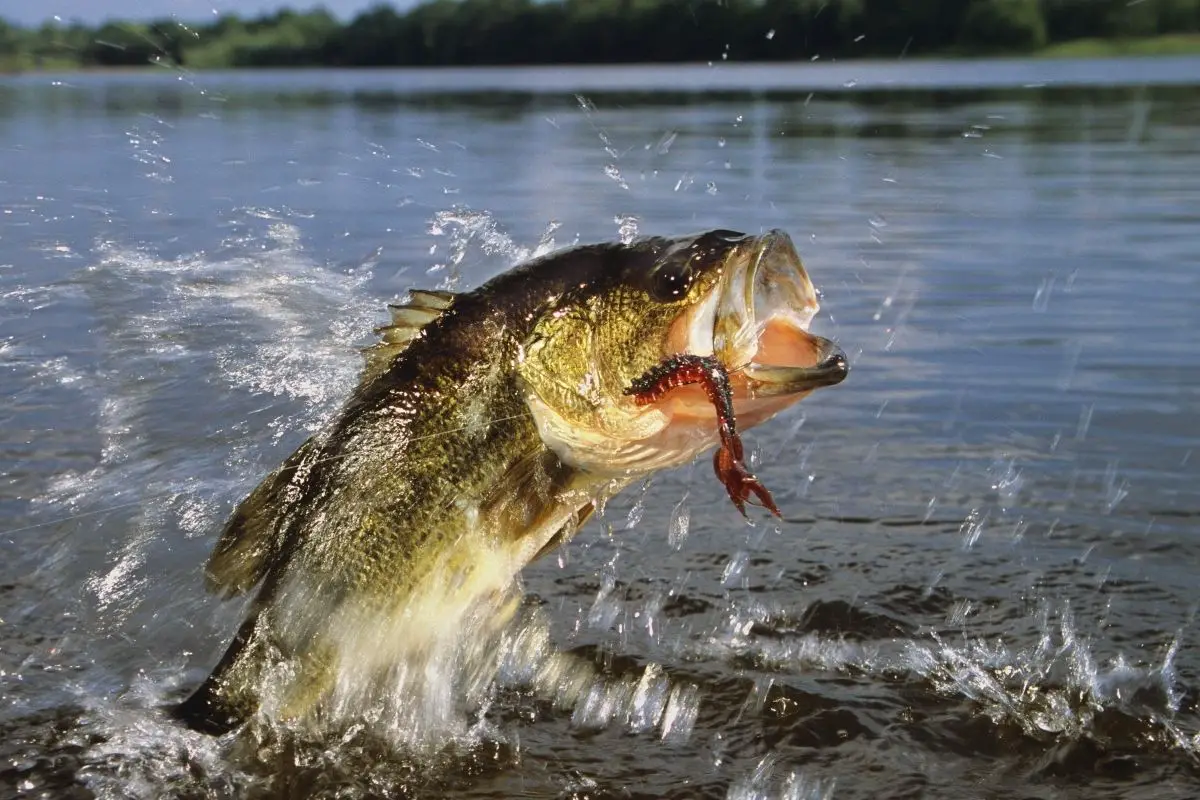 How To Catch A Largemouth Bass