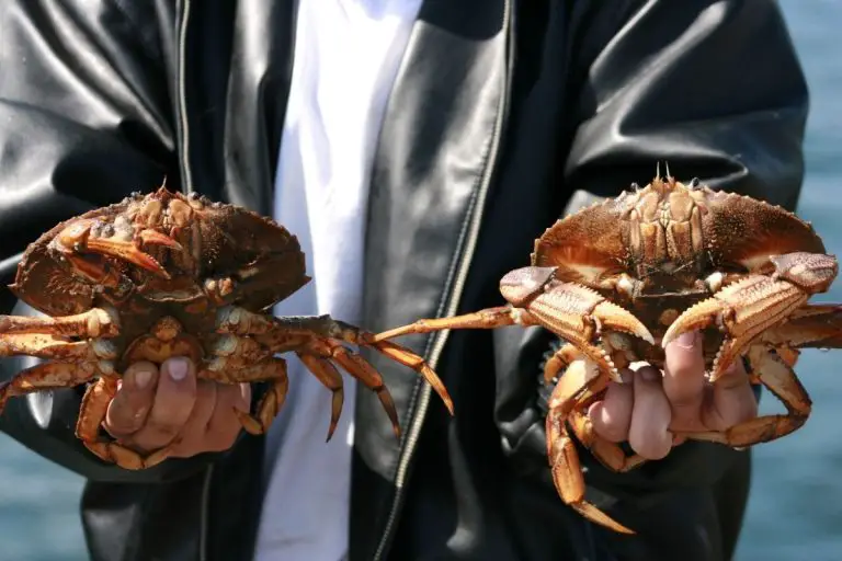 The Best Way to Catch Crabs Master the Skills for How to Catch Crabs