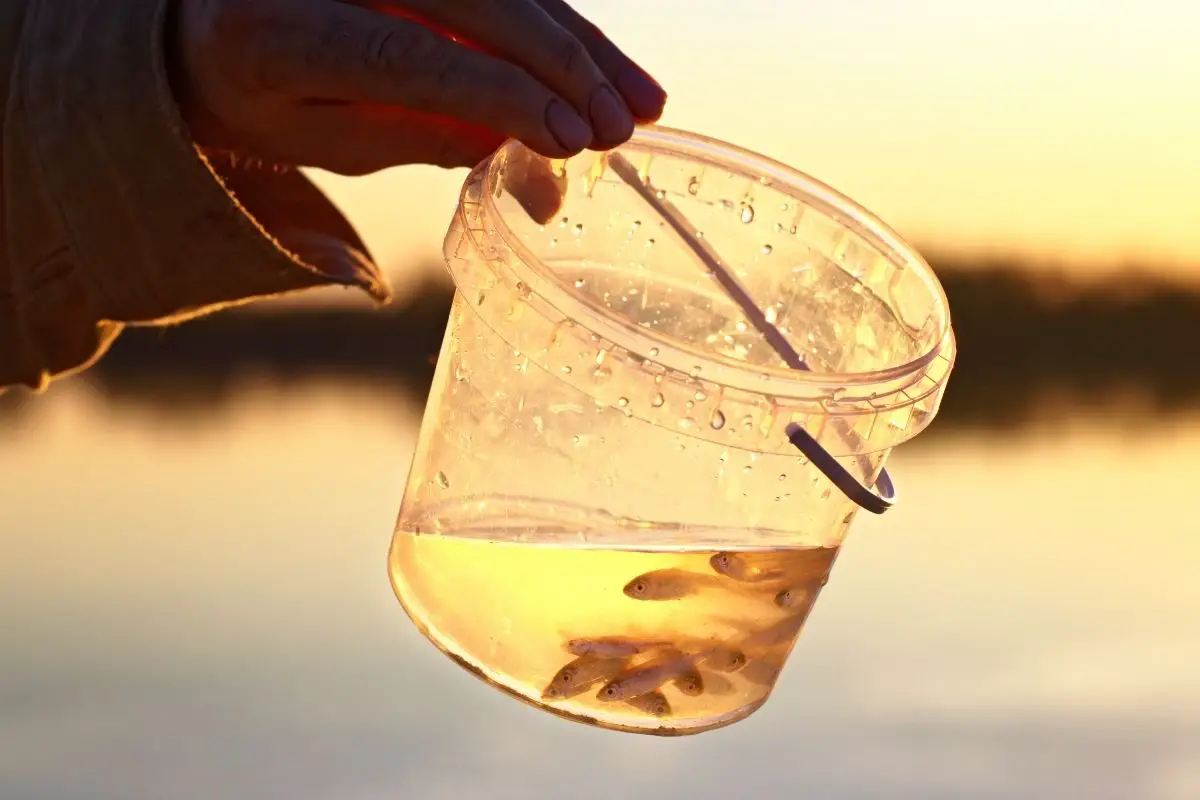 How To Catch Minnows