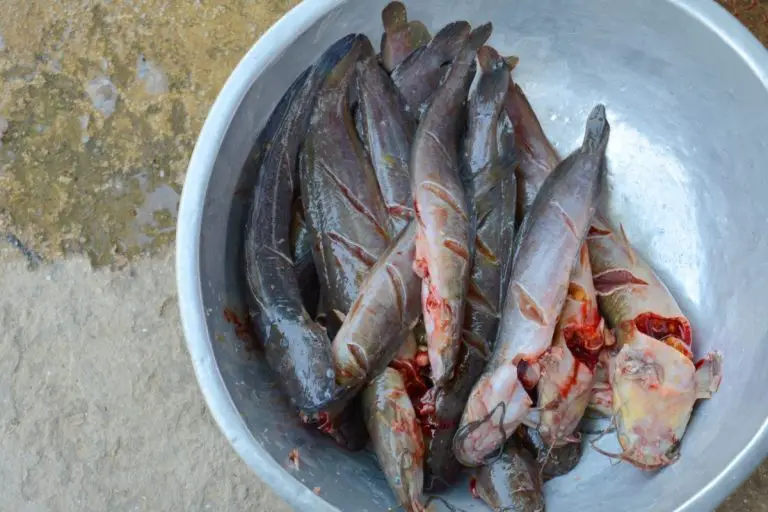 How to Clean Catfish the Easy Way The Best Way to Skin and Clean Catfish