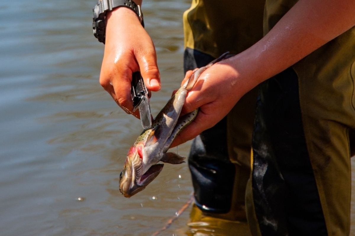 How To Clean A Trout A Step-By-Step Guide