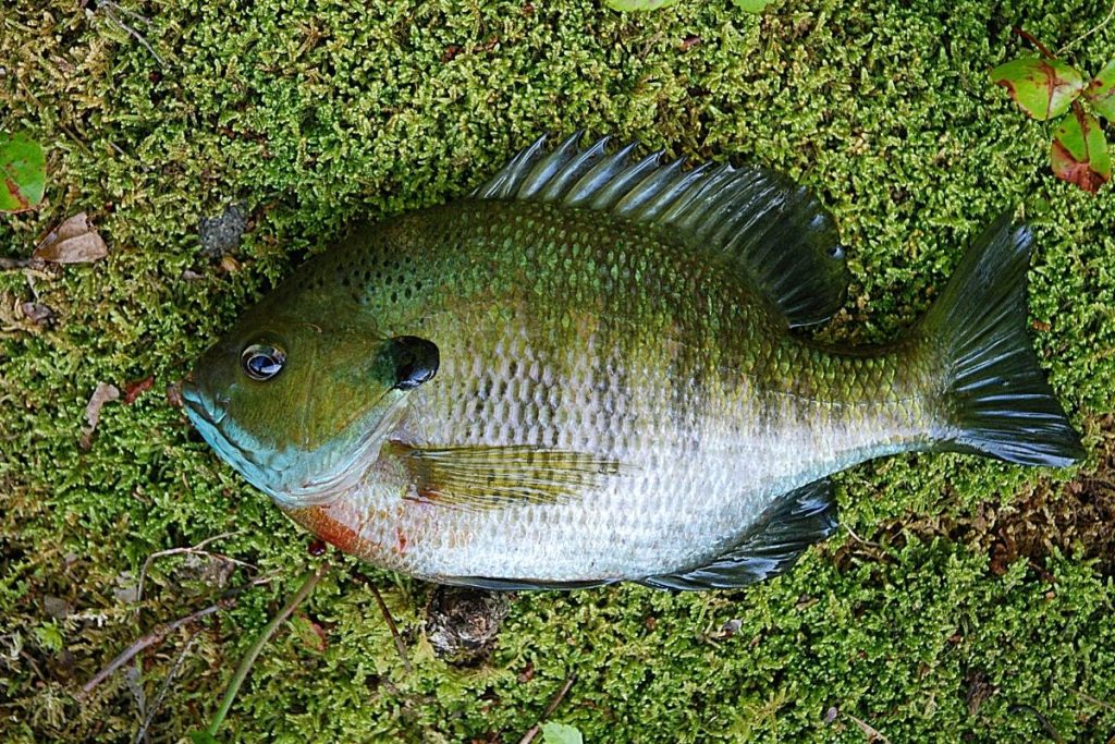 How To Fillet A Bluegill