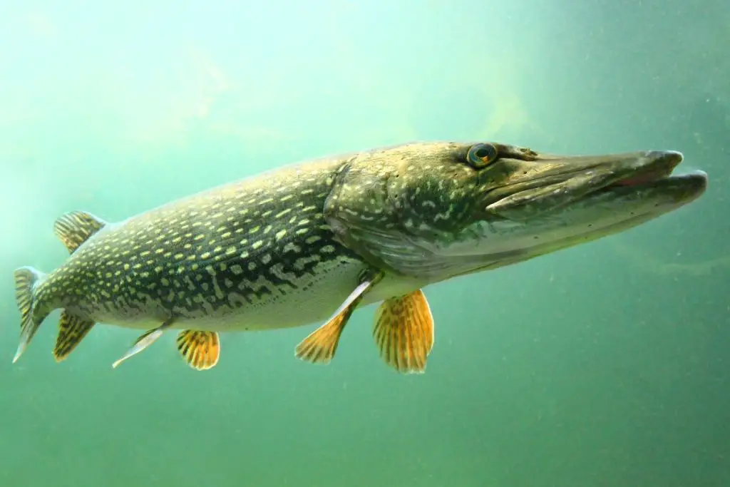 How To Fillet A Northern Pike