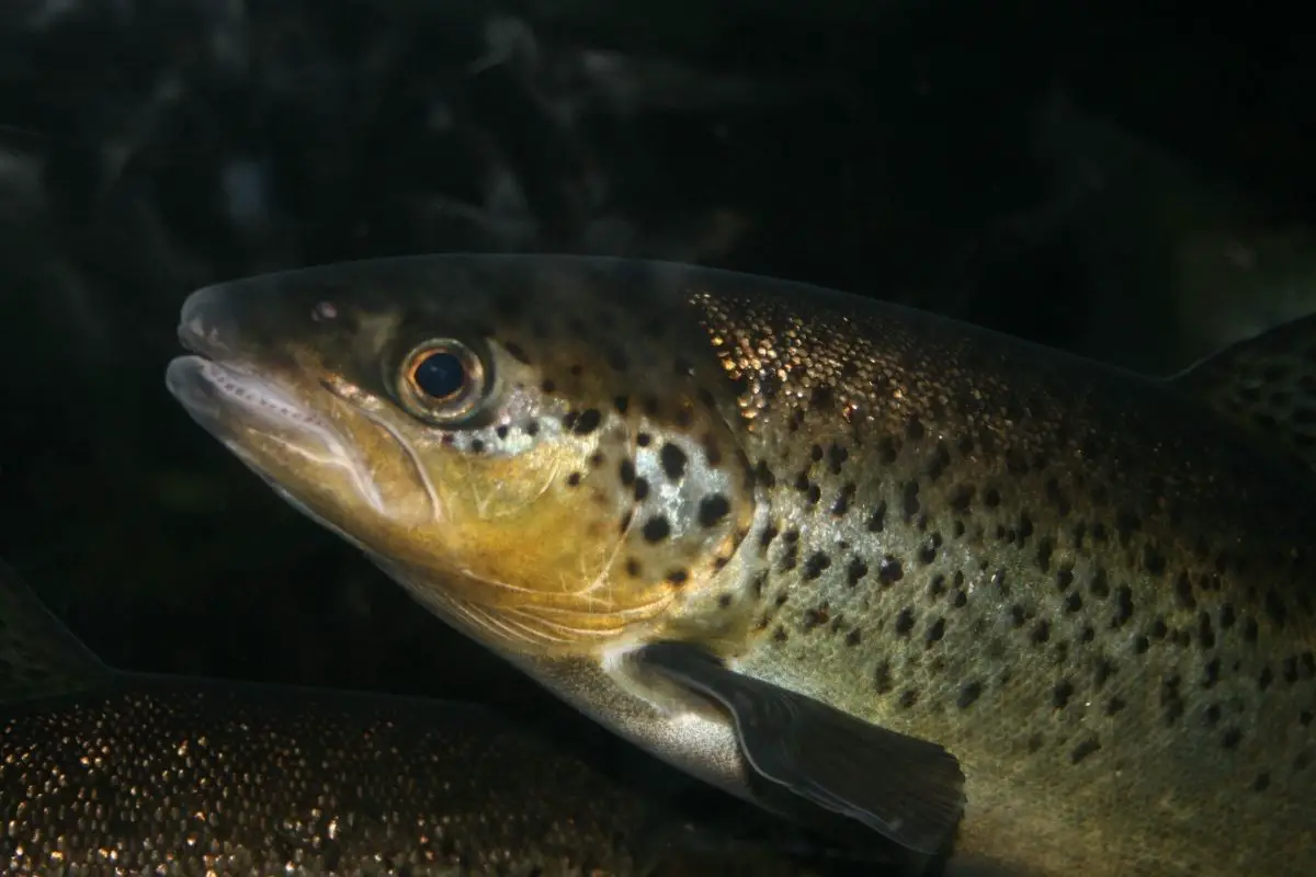 How to clean a trout the right way