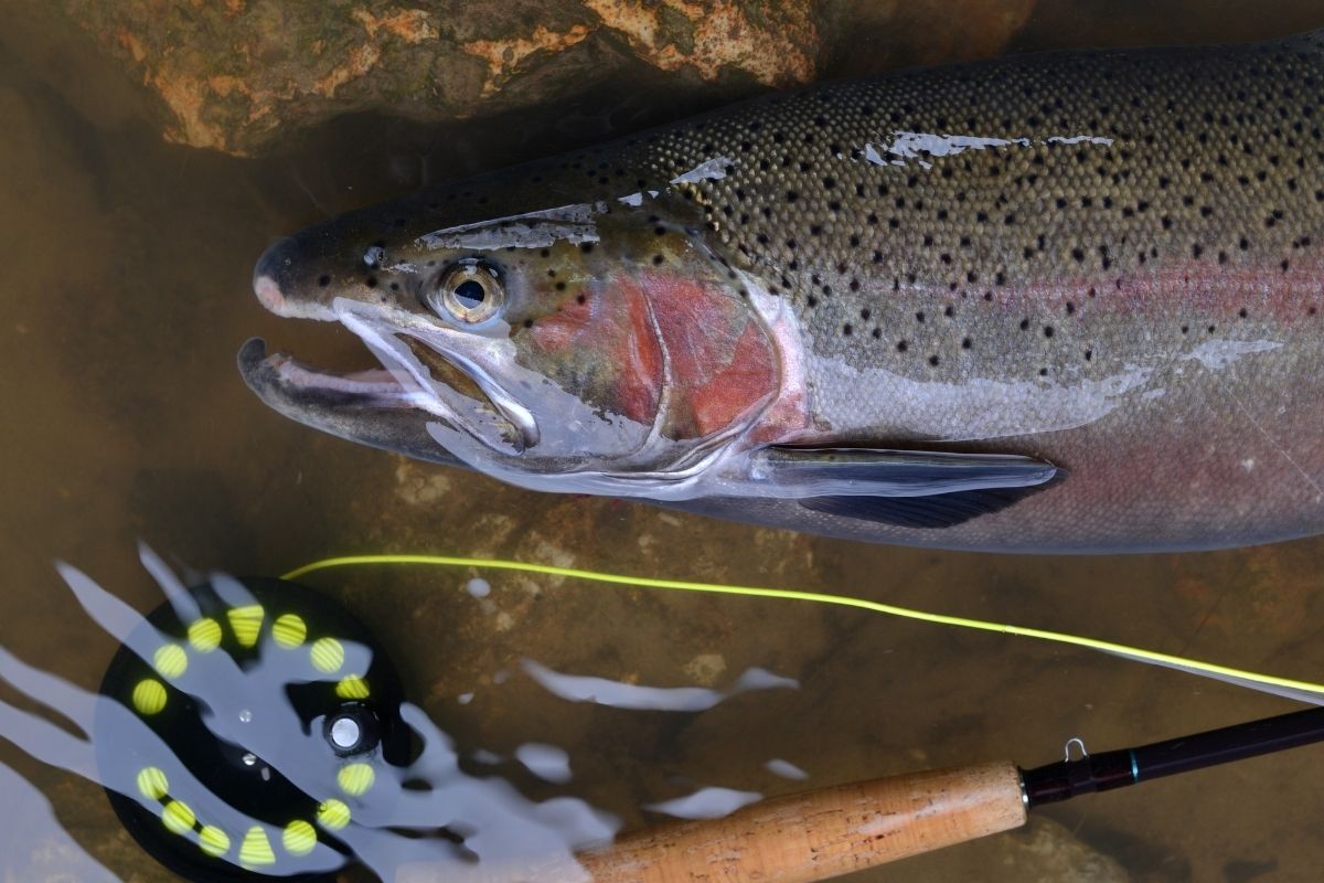 Catch Trout using a fly rod