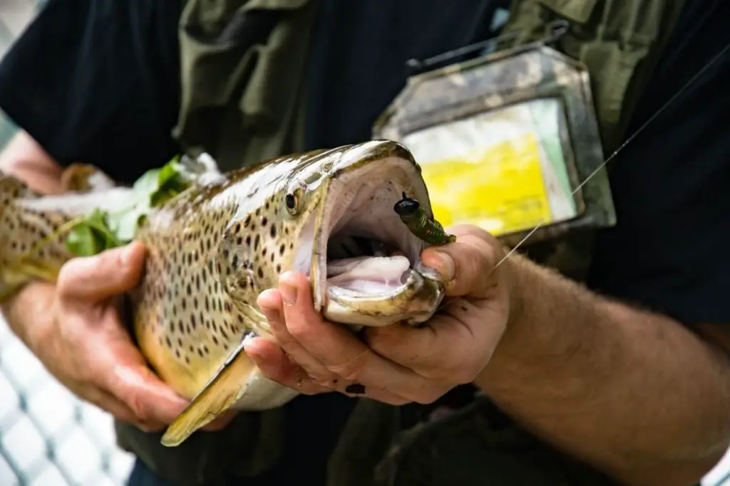 How To Hold A Trout