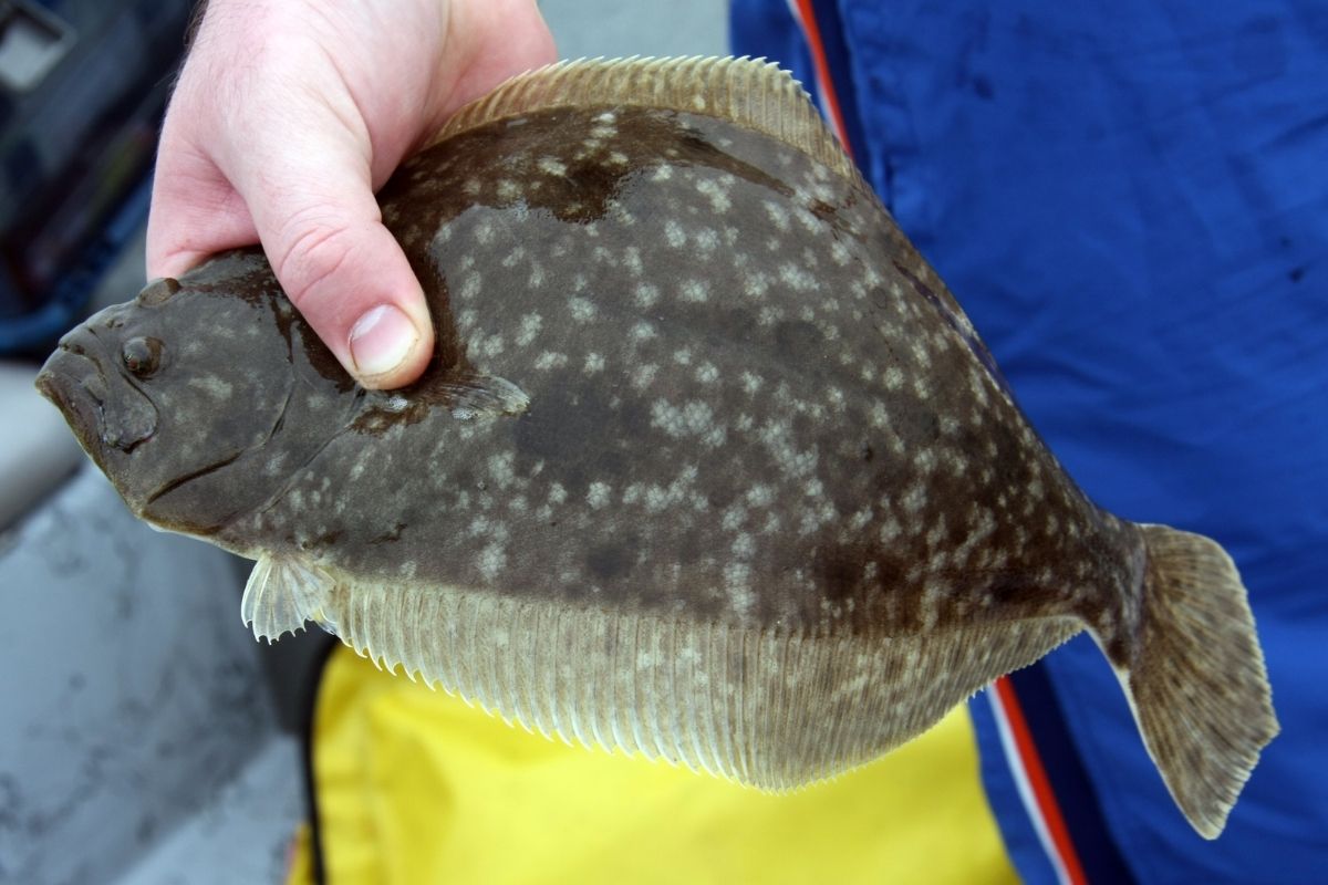 The Best Time To Fish For Flounder