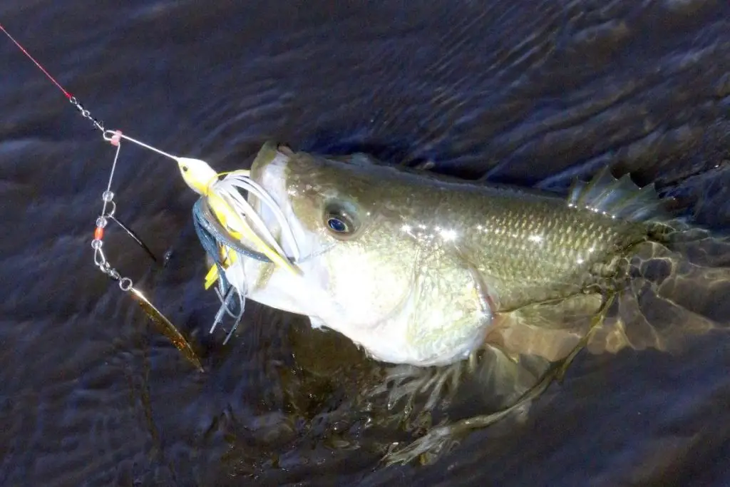 What Are Largemouth Bass And How To Catch Them?