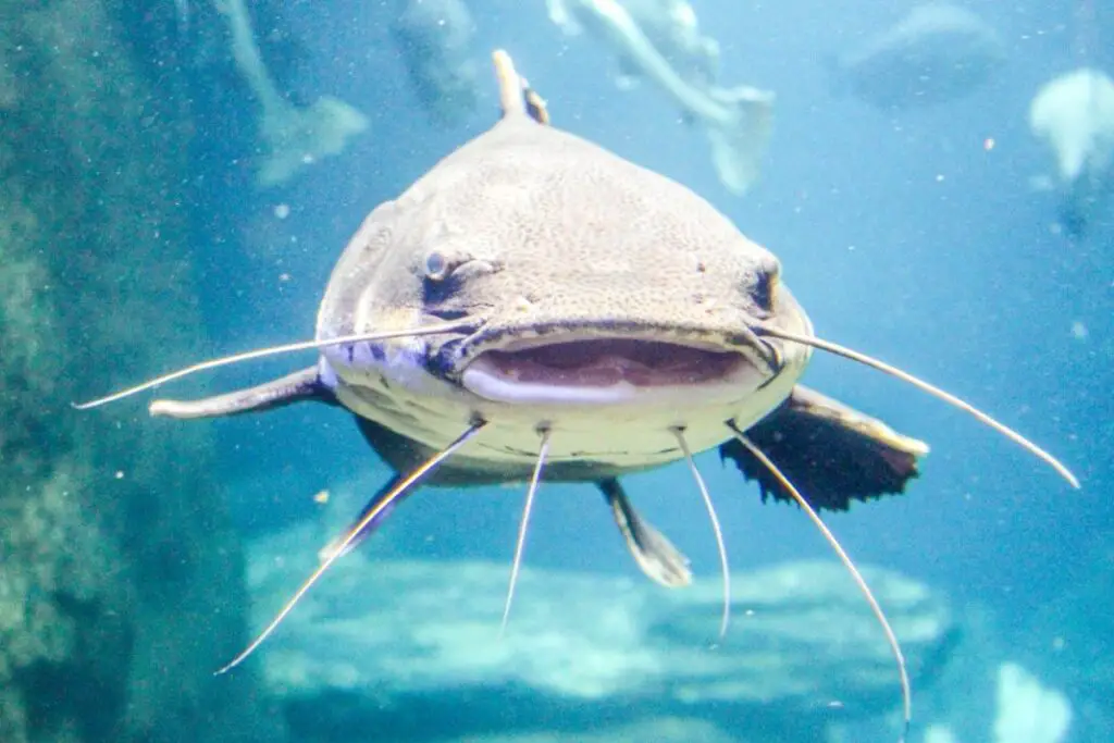 What Do Catfish Eat? Facts About Catfish Catfish Diet By Types