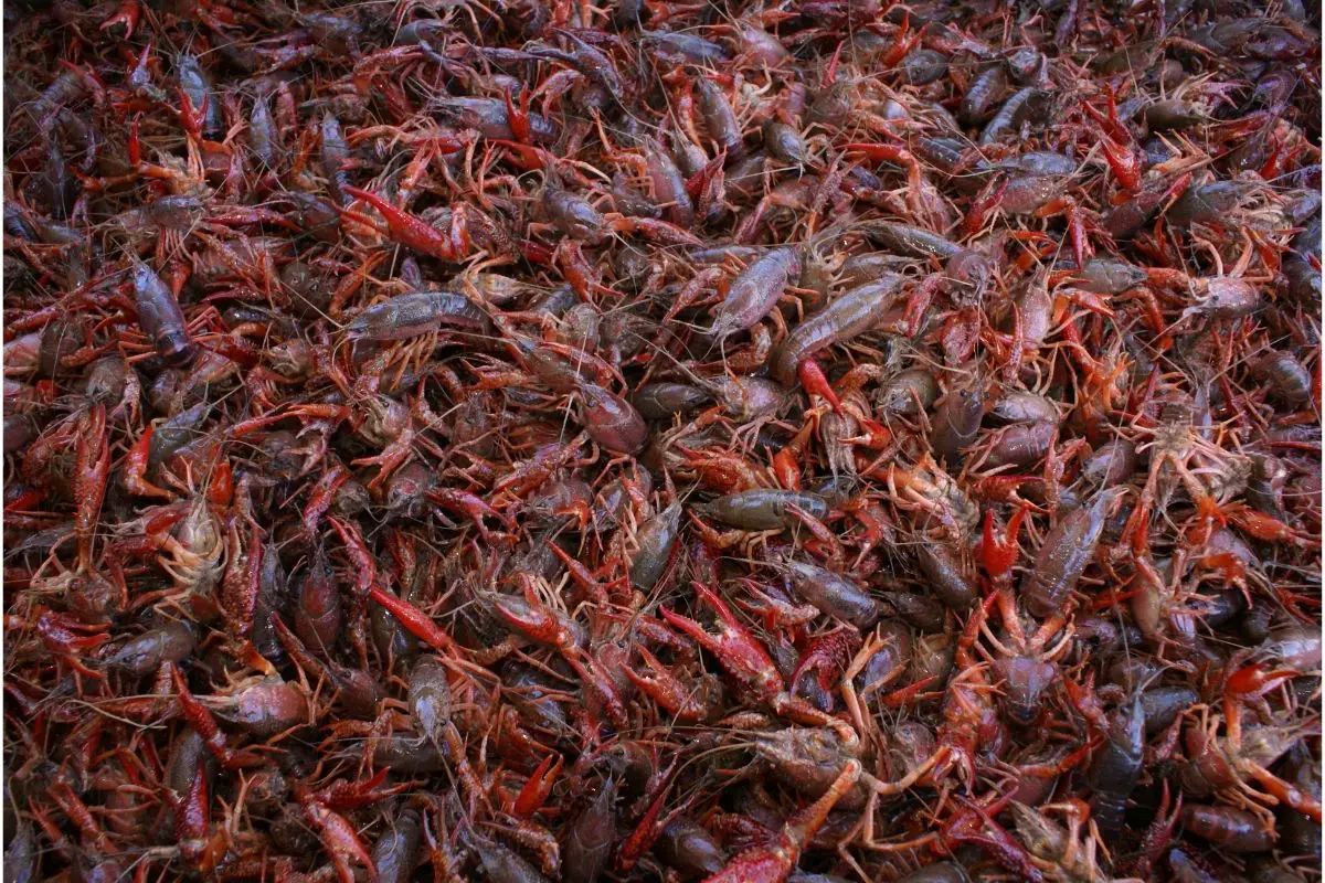 What Do Crawfish Eat?