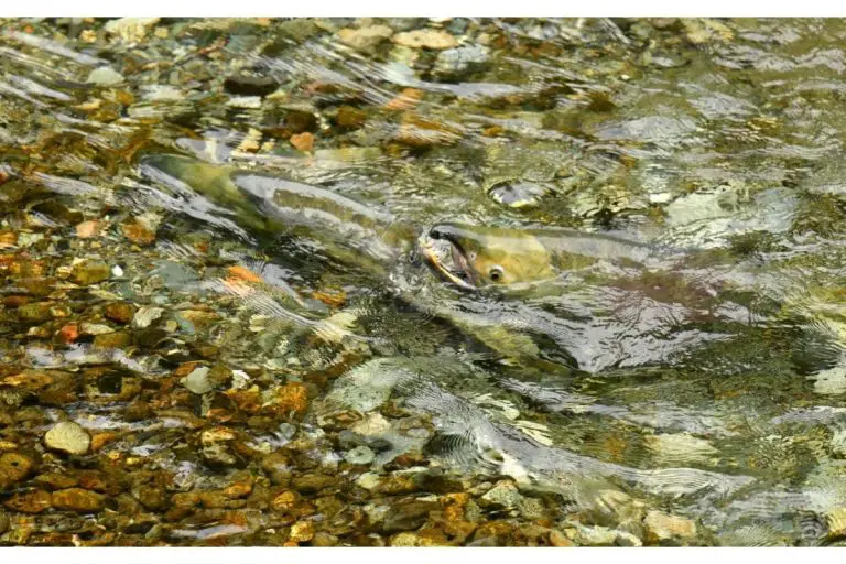 What is Fish Chum Made Of? Saltwater Fishing How to Make and Use Chum