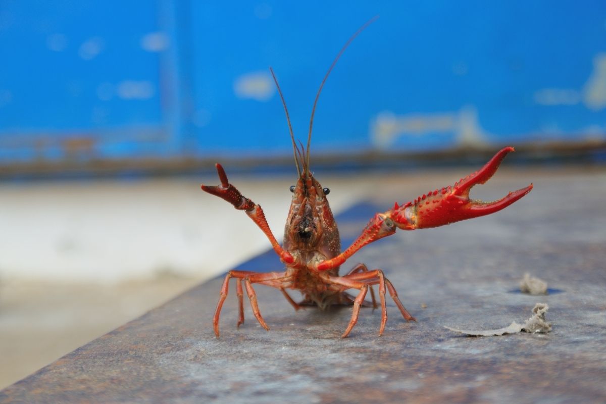 What does crawfish like to eat