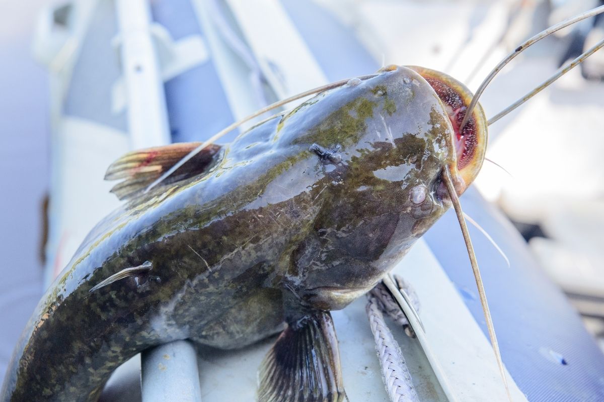 What to Do if You Are Stung by a Catfish